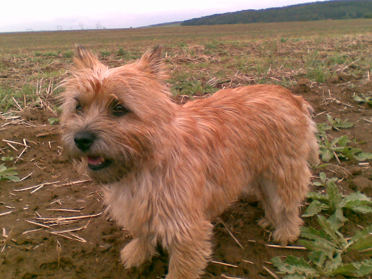 Obraz042.jpg