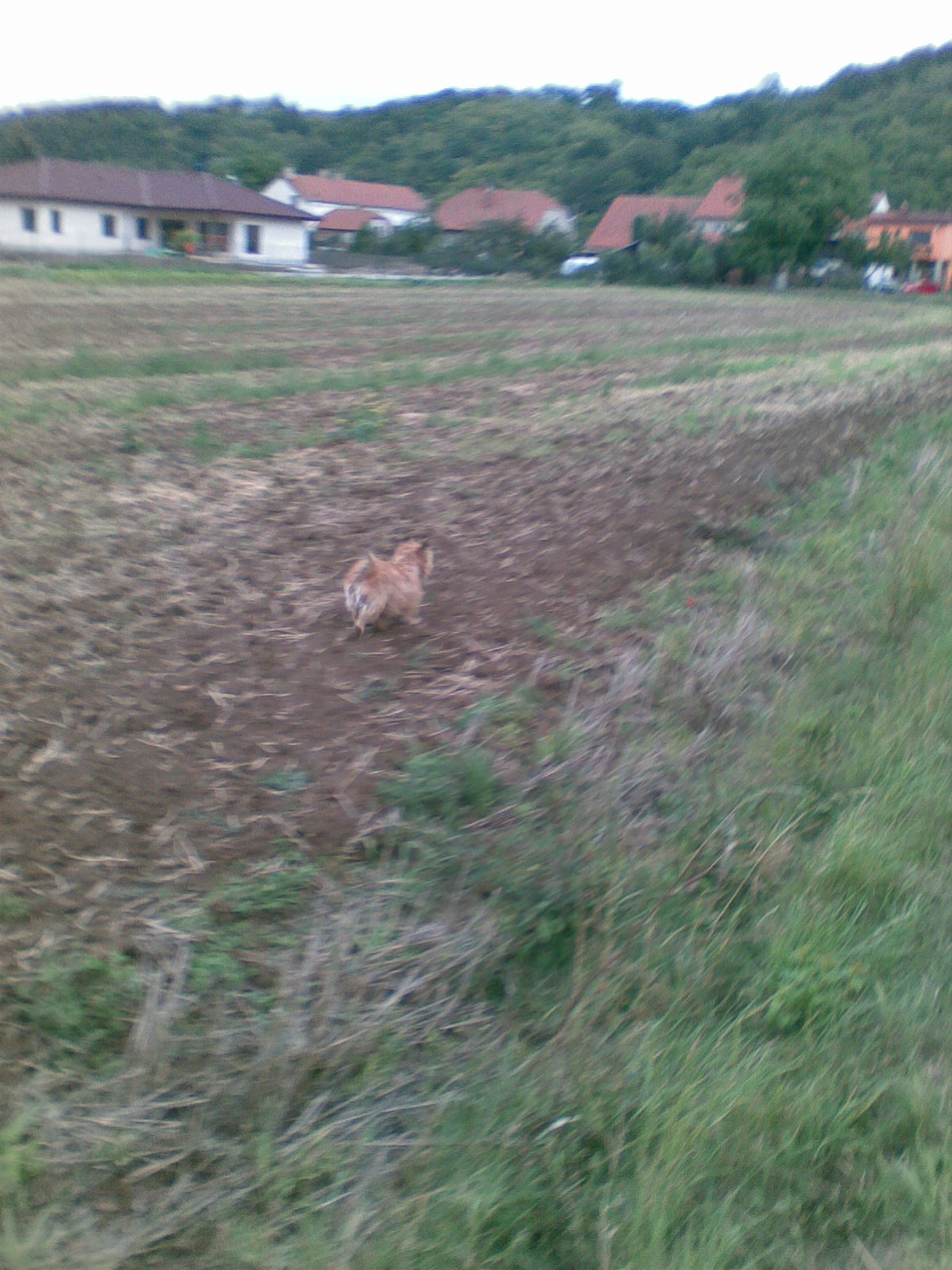 Obraz058.jpg